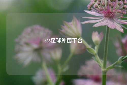365足球外围平台